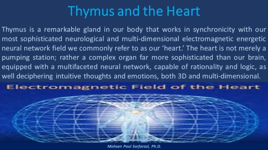 Thymus and the Heart 2